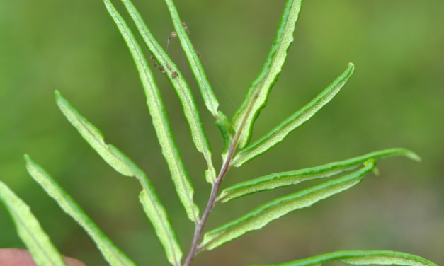 Pityrogramma trifoliata