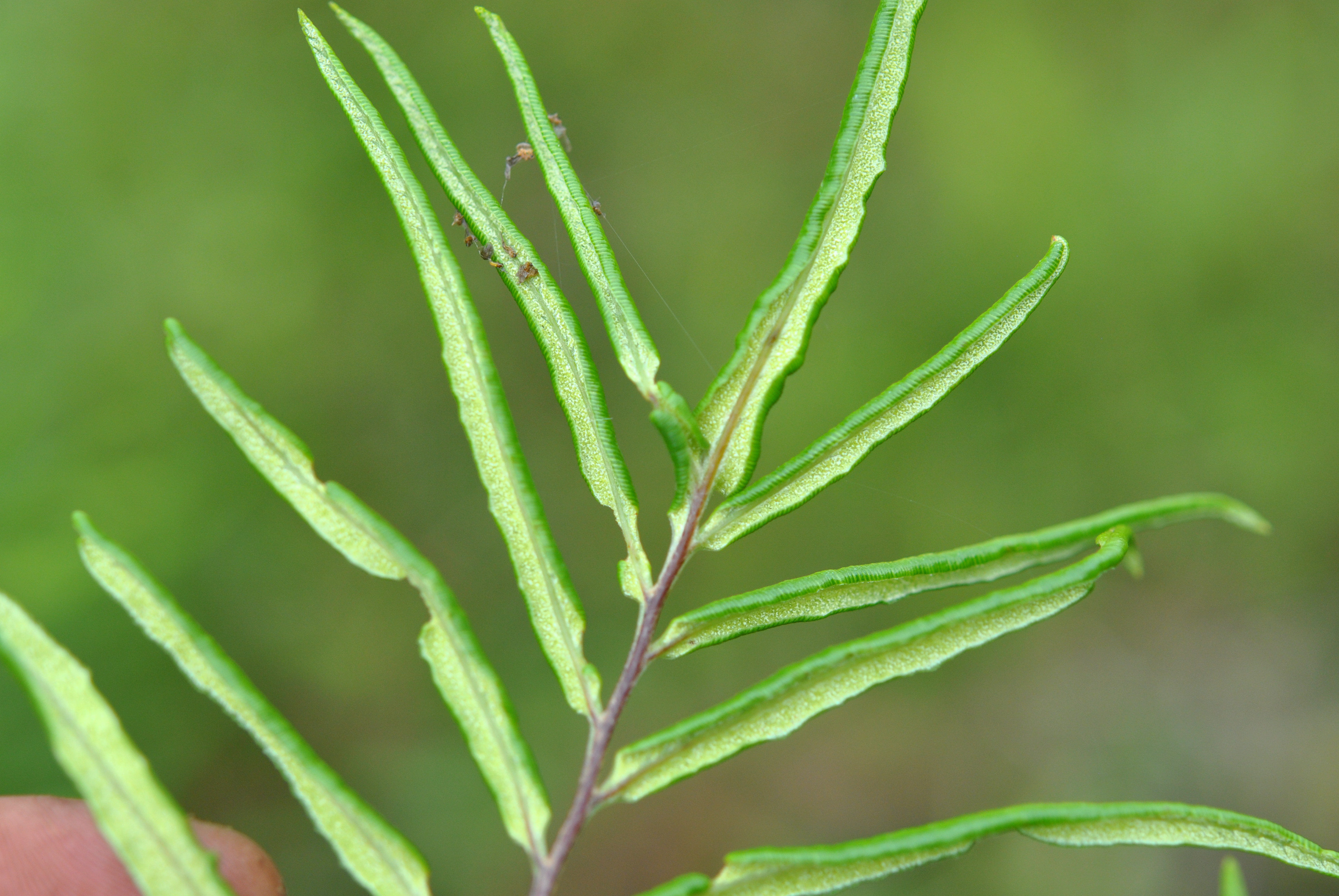 Pityrogramma trifoliata