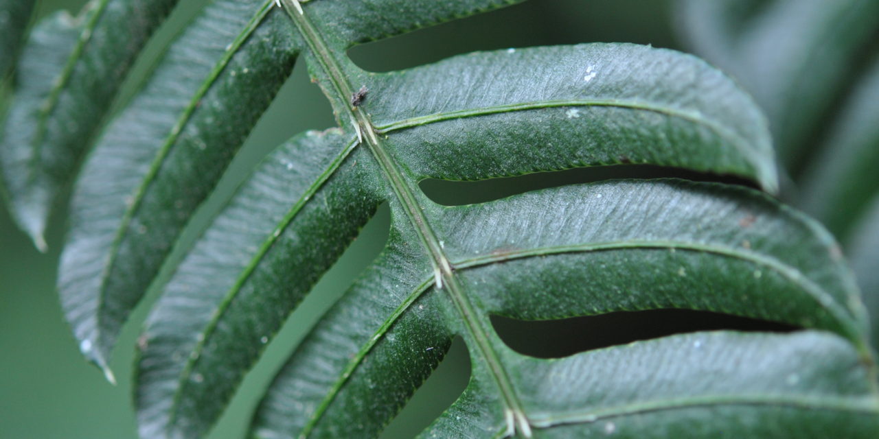 Pteris deflexa