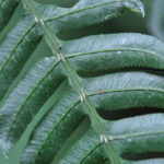 Pteris deflexa