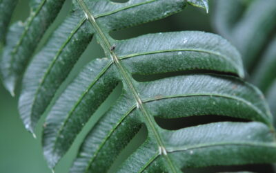 Pteris deflexa