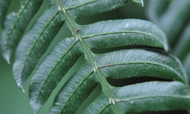 Pteris deflexa