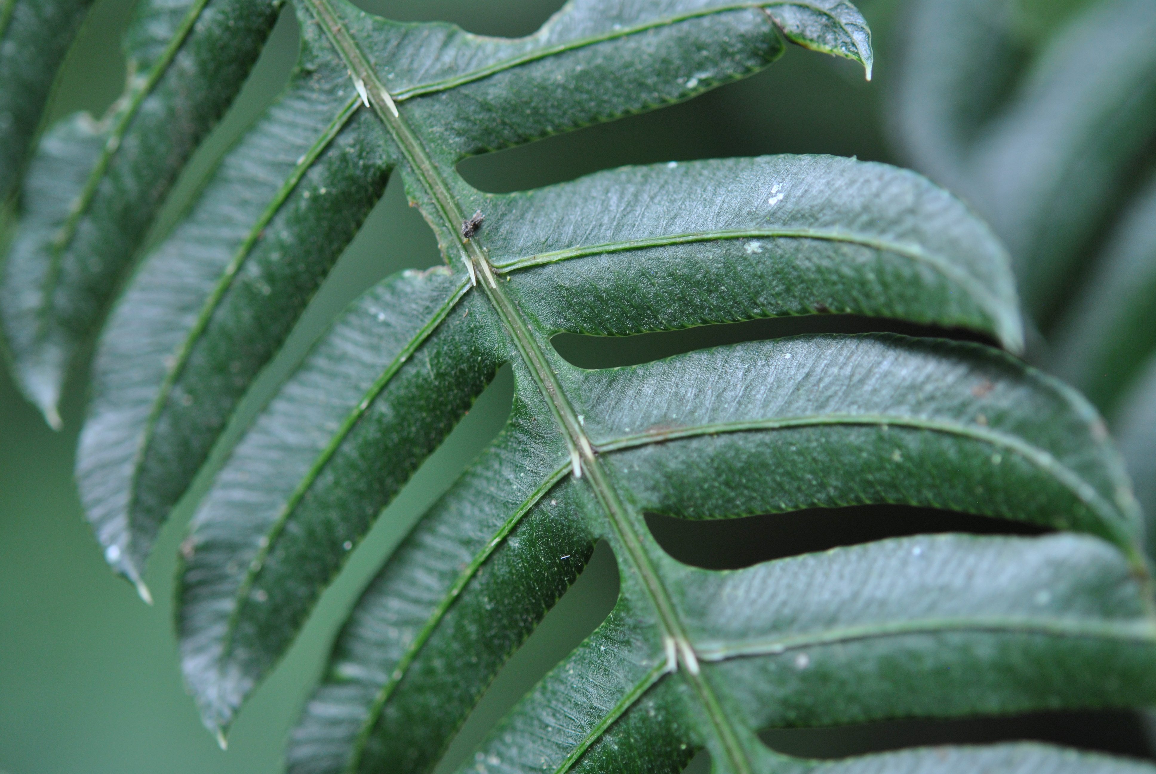 Pteris deflexa