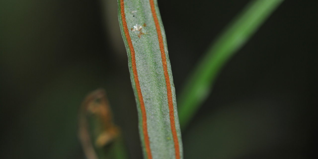 Radiovittaria remota