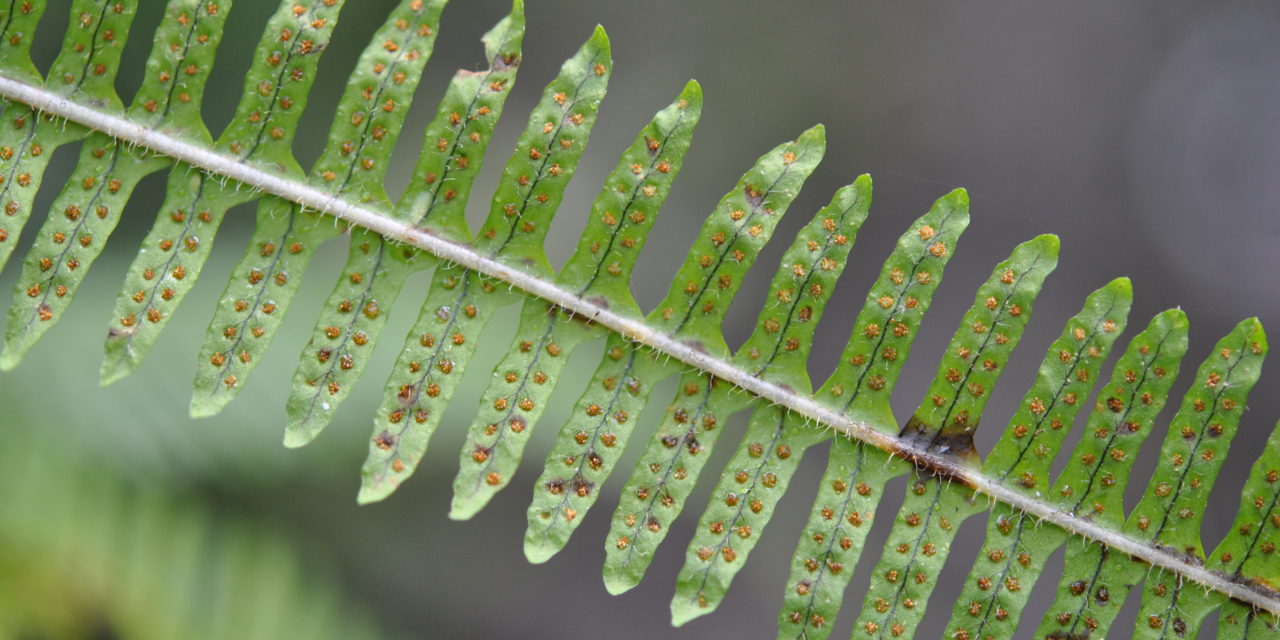 Serpocaulon patentissimum