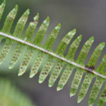 Serpocaulon patentissimum