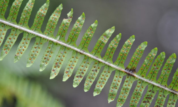 Serpocaulon patentissimum