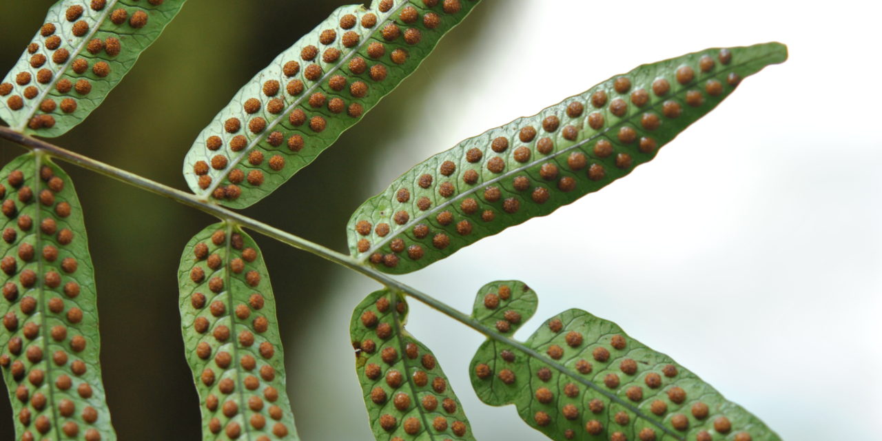 Serpocaulon fraxinifolium