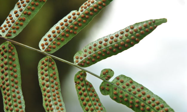 Serpocaulon fraxinifolium