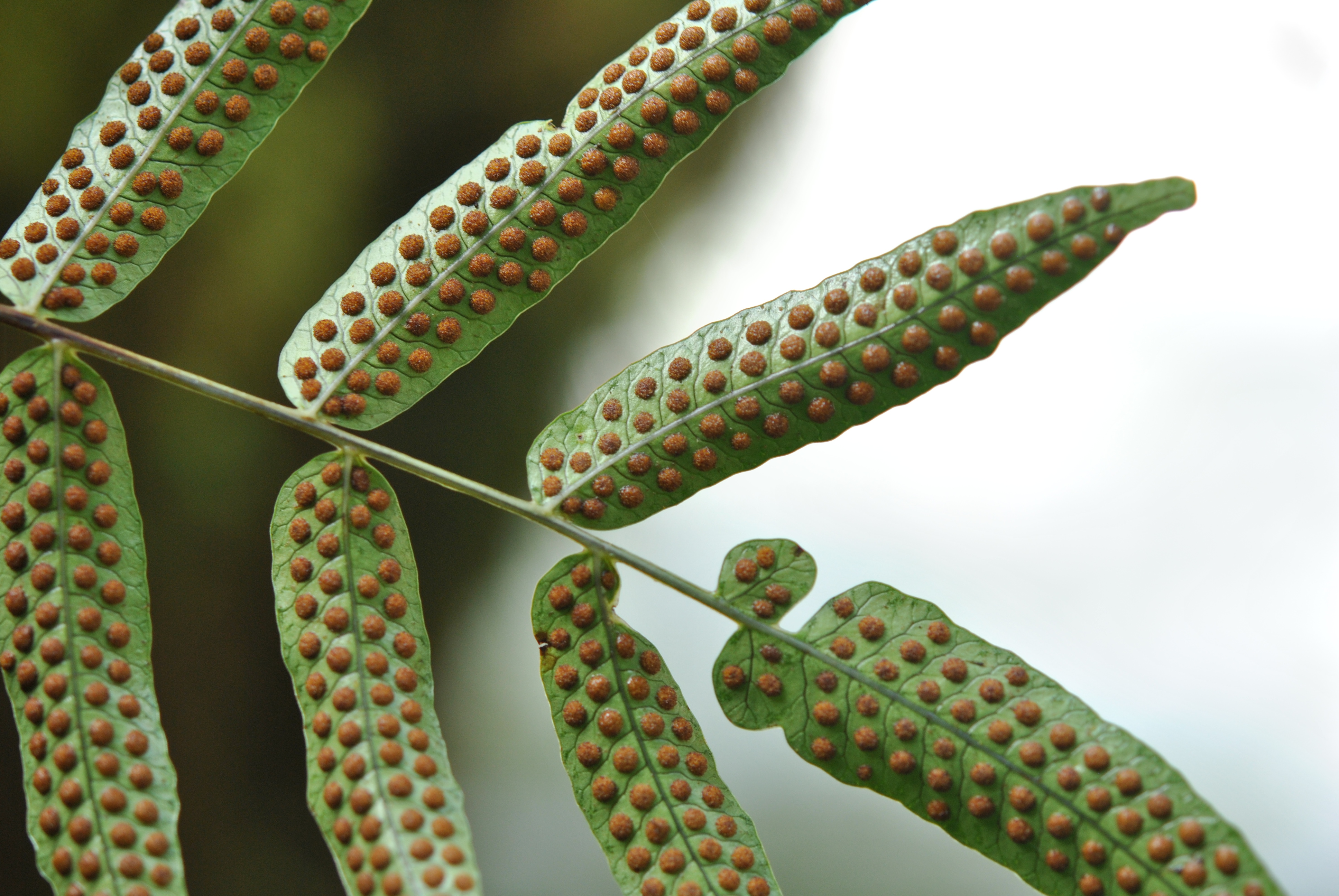 Serpocaulon fraxinifolium