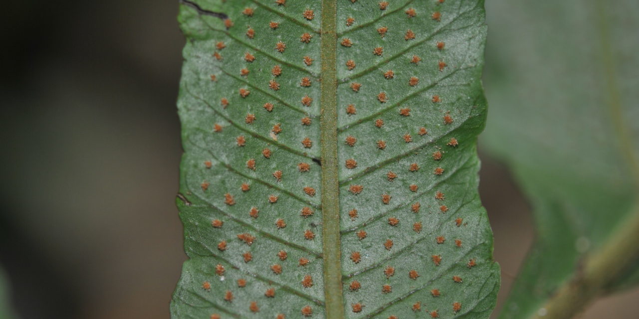 Stigmatopteris bulbifera