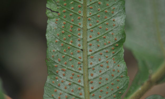 Stigmatopteris bulbifera