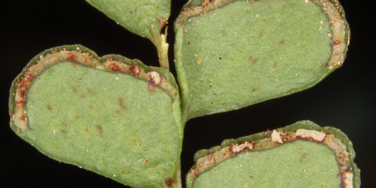 Lindsaea ovoidea