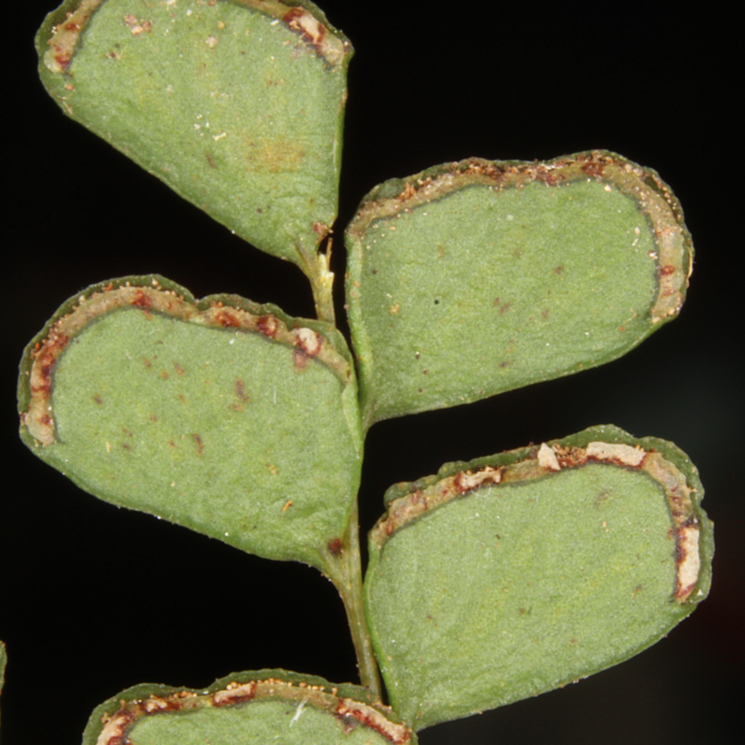 Lindsaea ovoidea