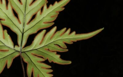 Doryopteris pentagona