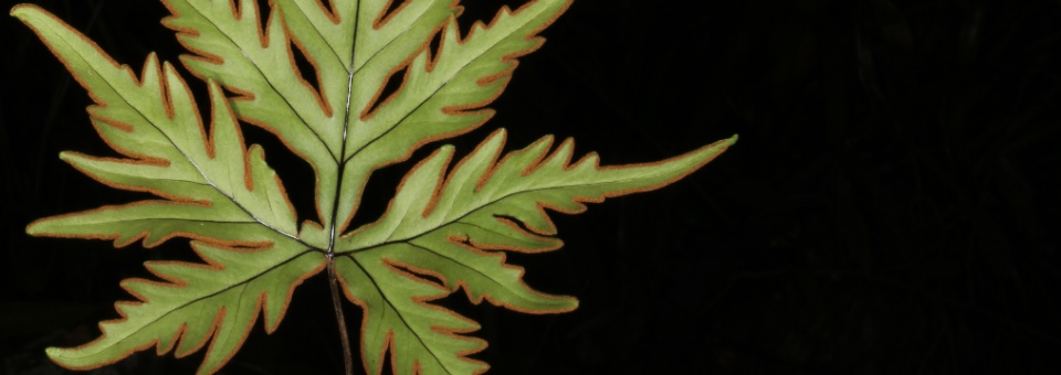 Doryopteris pentagona