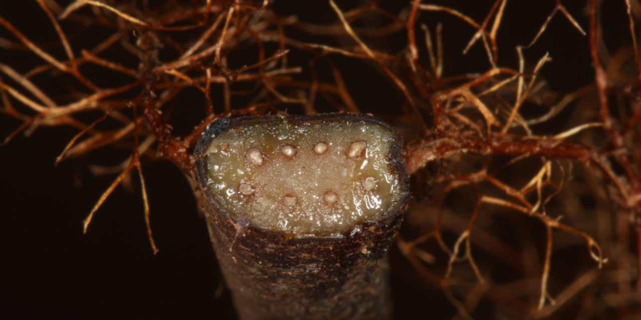 Alsophila capensis subsp. polypodioides