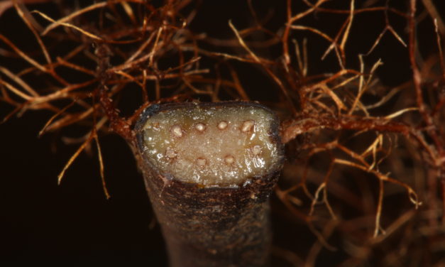 Alsophila capensis subsp. polypodioides