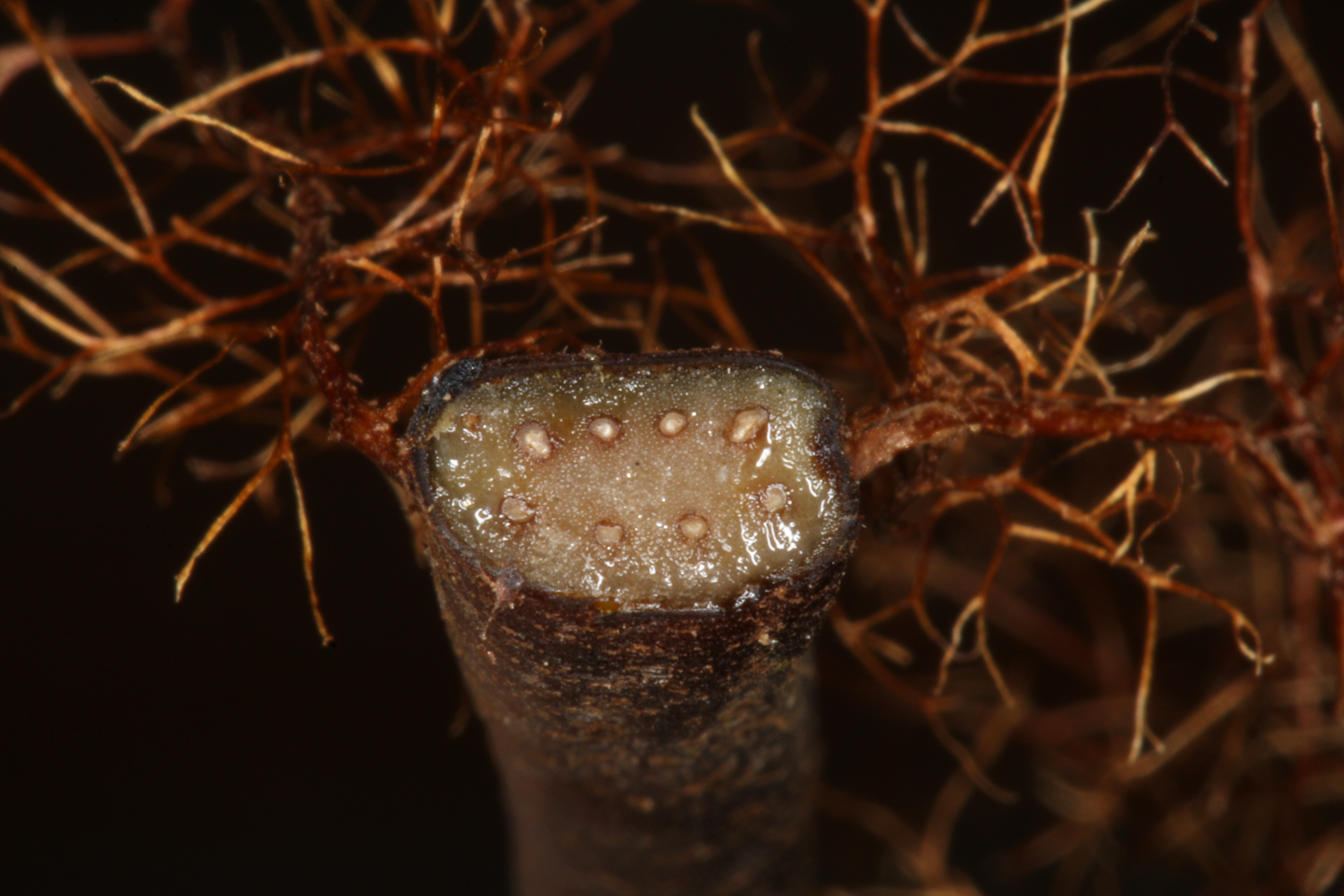 Alsophila capensis subsp. polypodioides