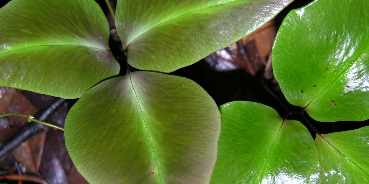 Adiantum diphyllum