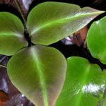 Adiantum diphyllum