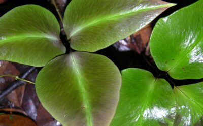 Adiantum diphyllum