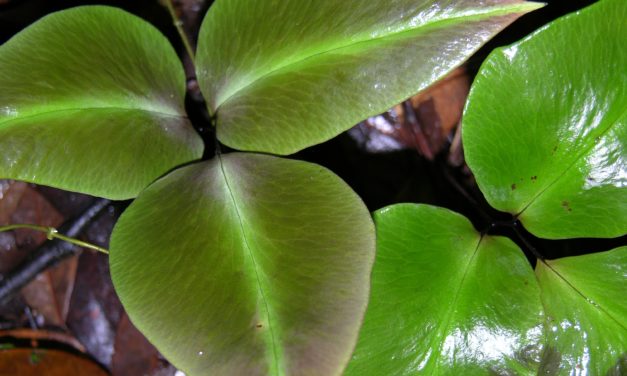 Adiantum diphyllum