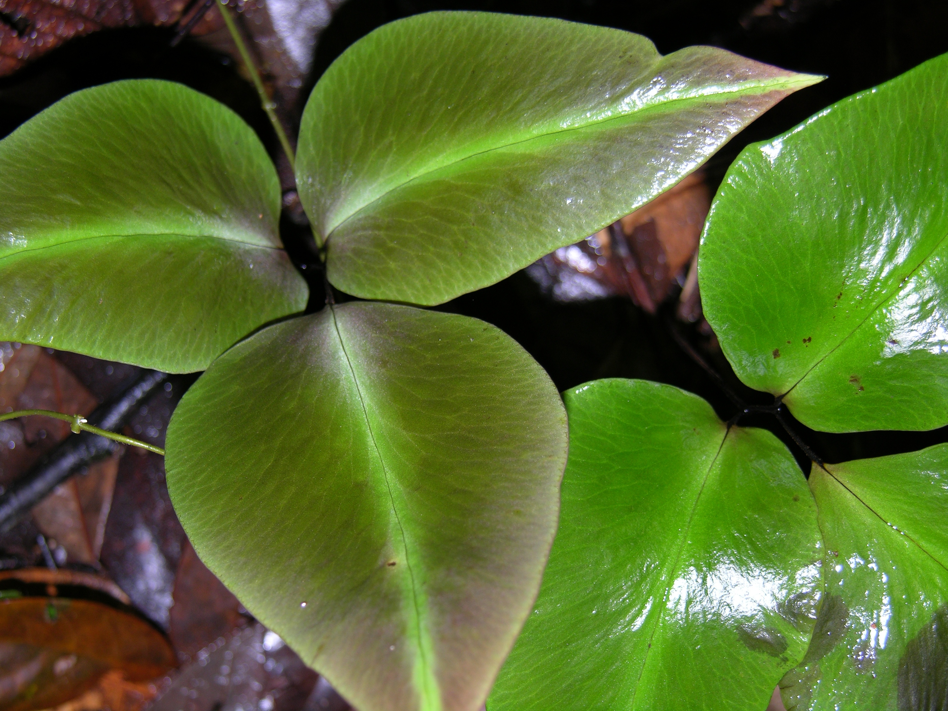 Adiantum diphyllum