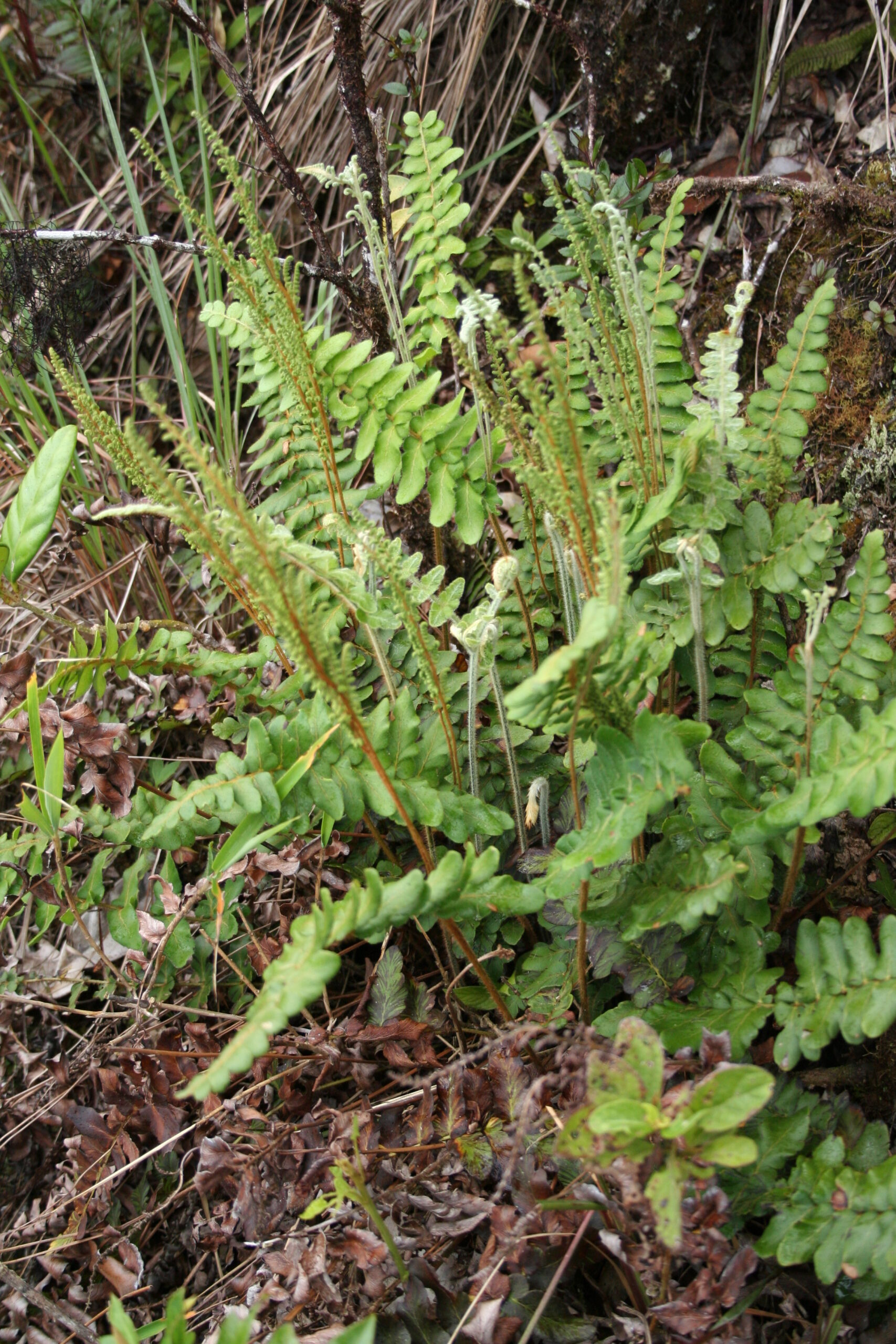 A_organensis – habit