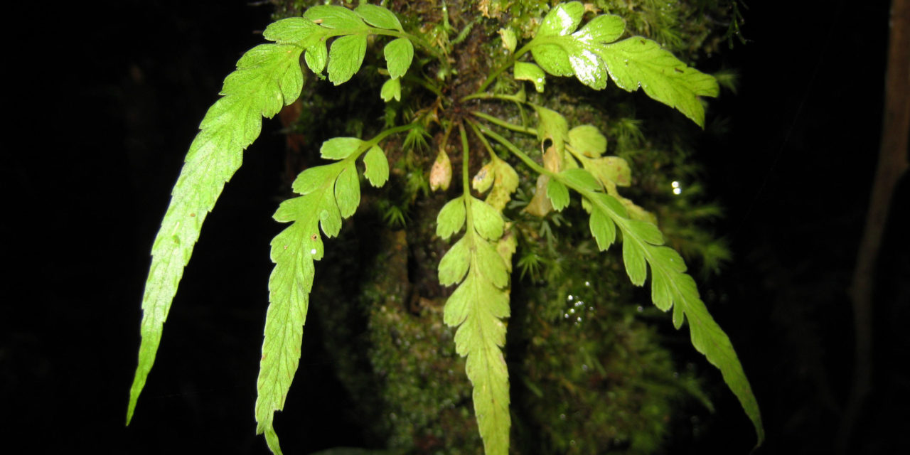 Asplenium truncorum