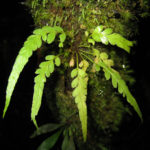 Asplenium truncorum