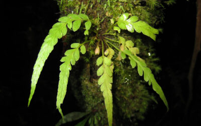 Asplenium truncorum