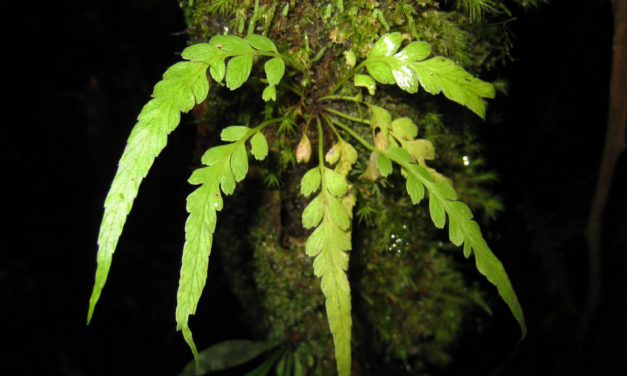 Asplenium truncorum