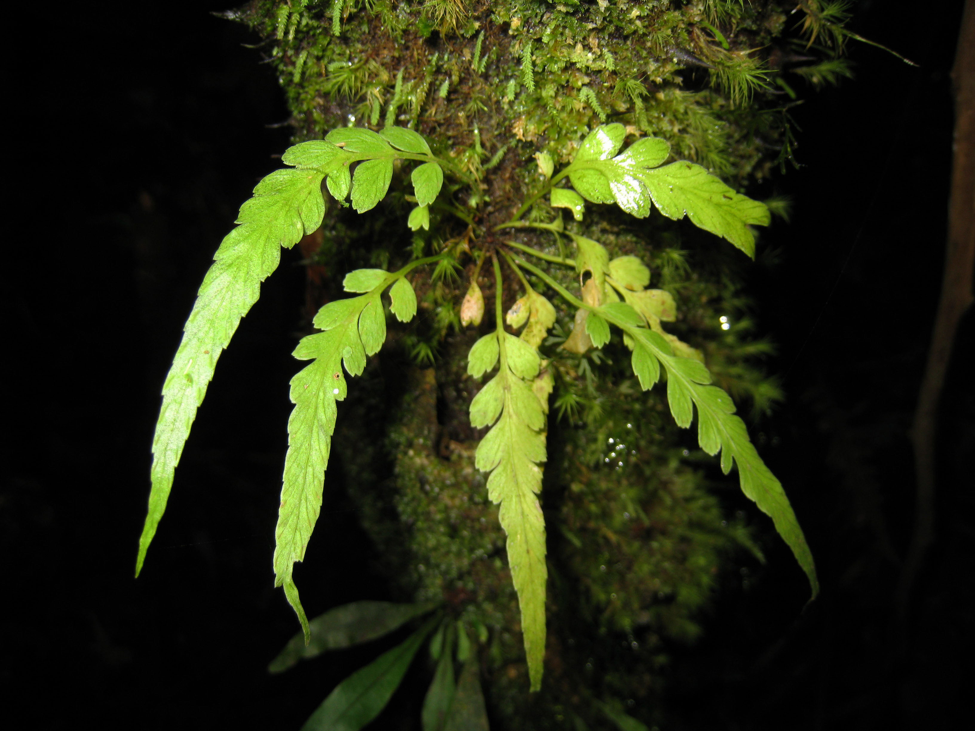 Asplenium truncorum