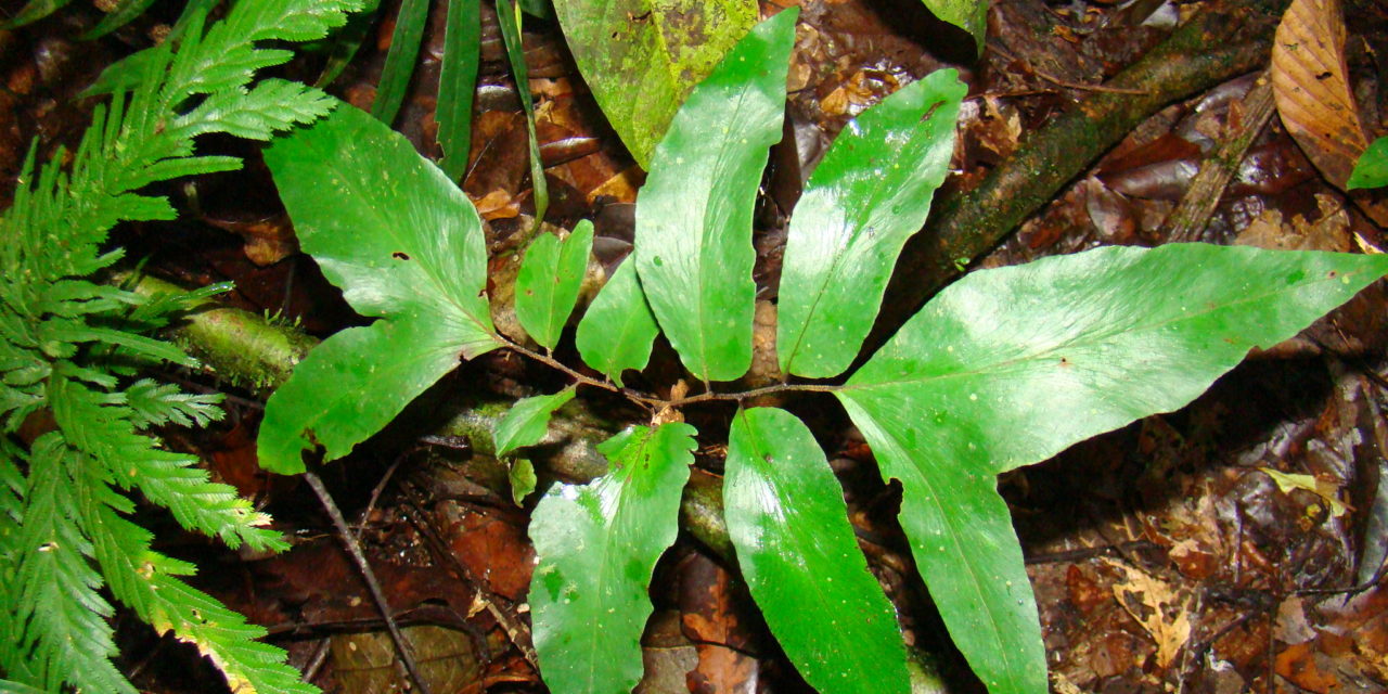 Adiantum adiantoides