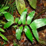 Adiantum adiantoides