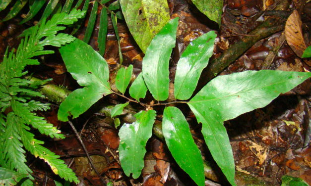 Adiantum adiantoides