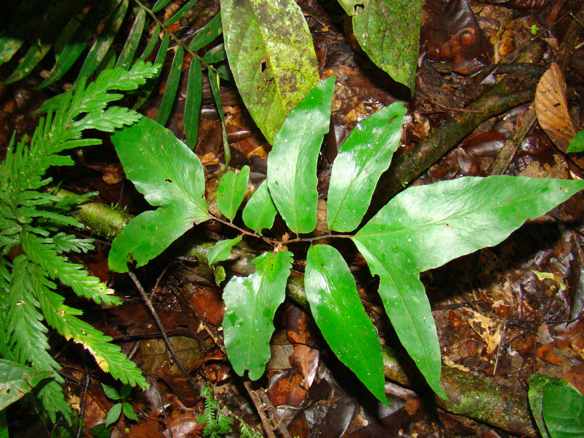 Adiantum adiantoides