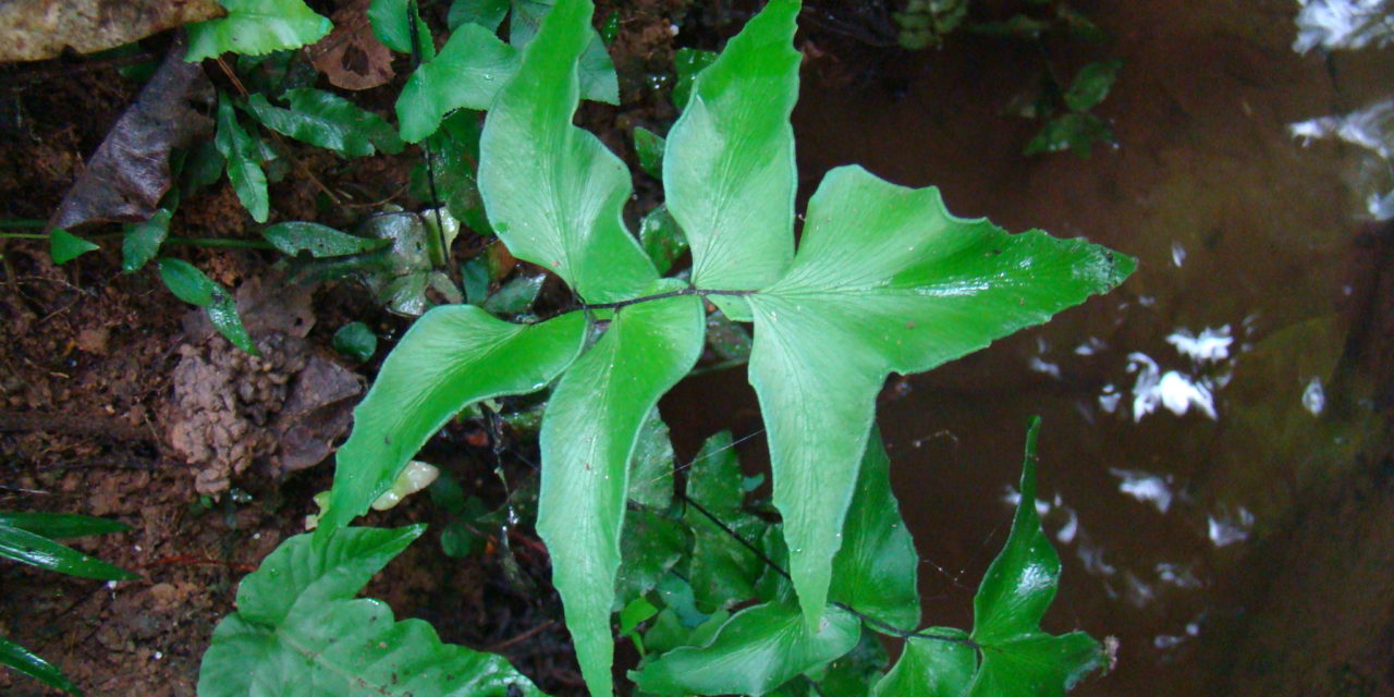 Adiantum petiolatum