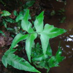 Adiantum petiolatum