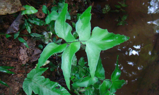 Adiantum petiolatum