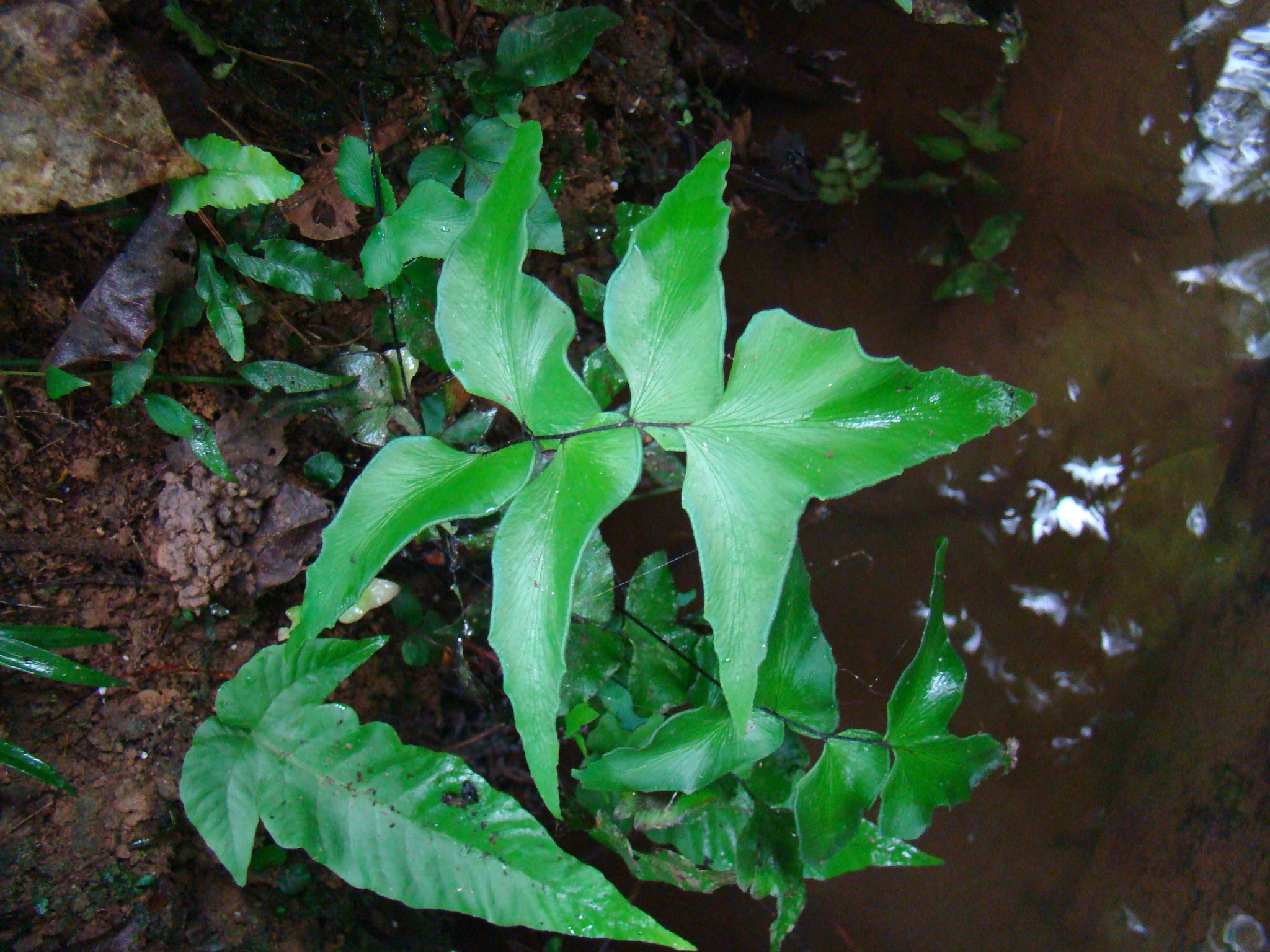 Adiantum petiolatum