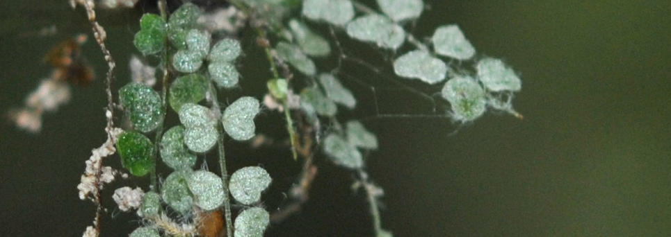 Asplenium projectum