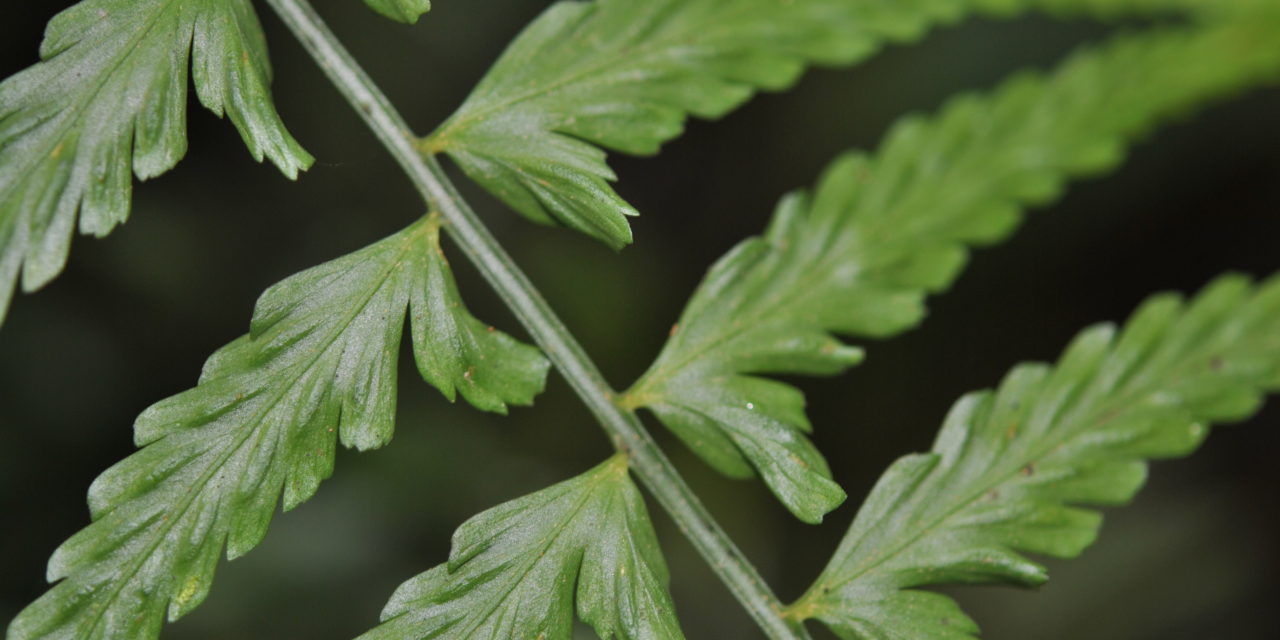 Asplenium auritum