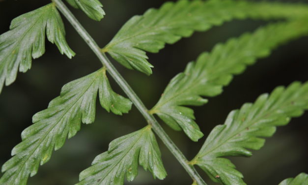 Asplenium auritum