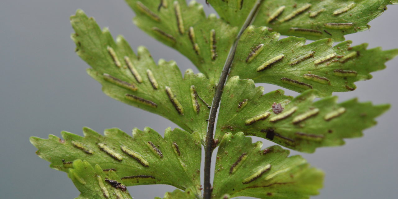 Hymenasplenium laetum