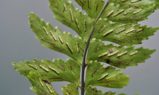 Hymenasplenium laetum