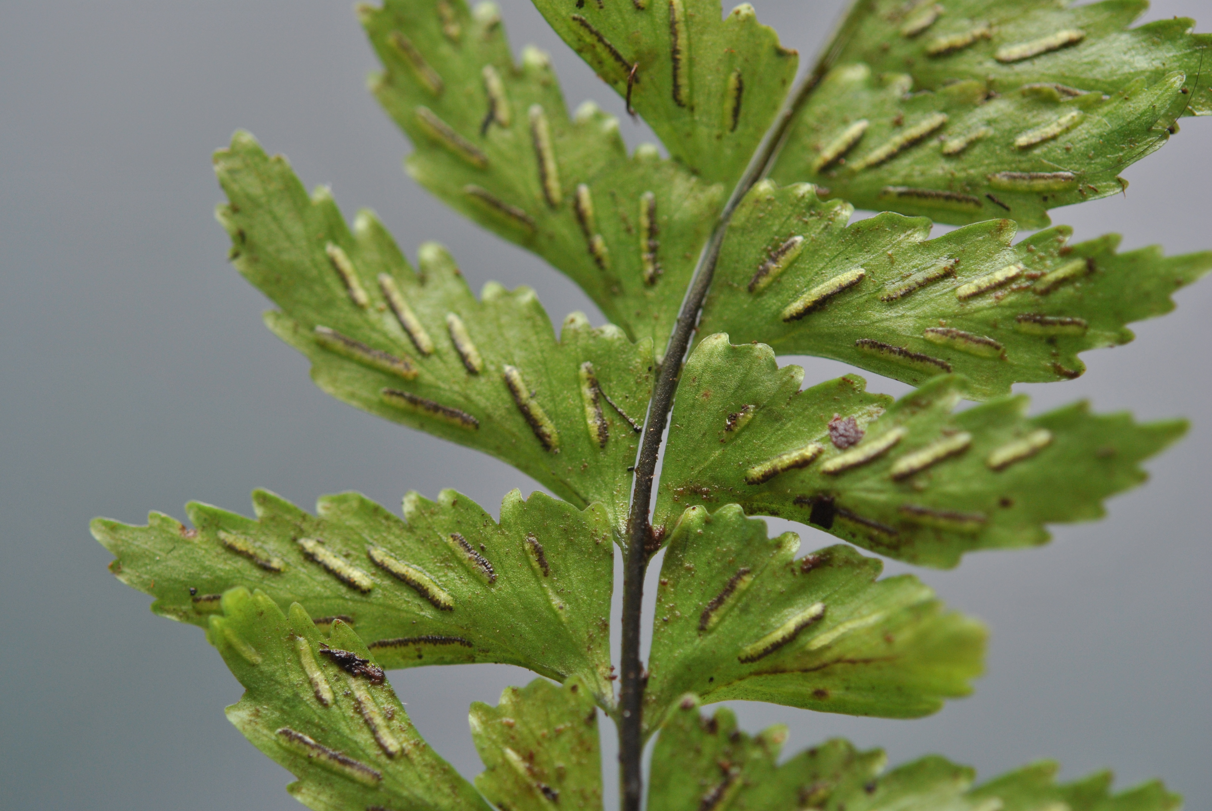 Hymenasplenium laetum