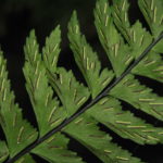 Hymenasplenium laetum