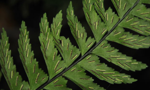 Hymenasplenium laetum